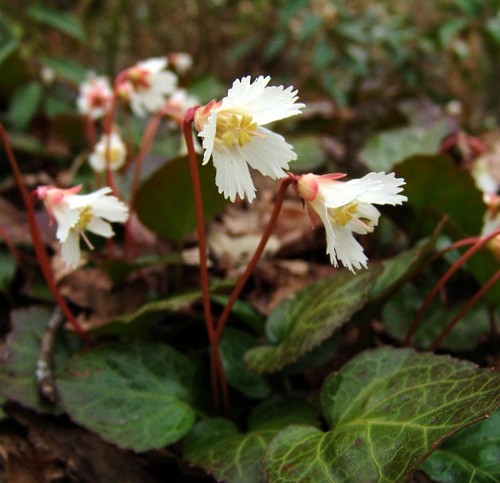 Shortia