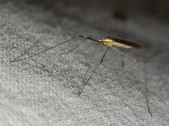 Gonomyia sulphurella