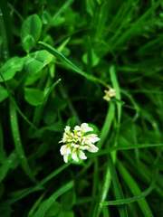 Trifolium repens