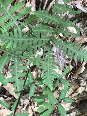 Phegopteris