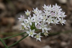 Allium drummondii