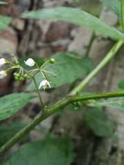 Solanum