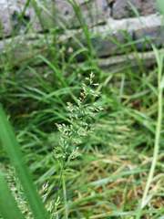 Poaceae