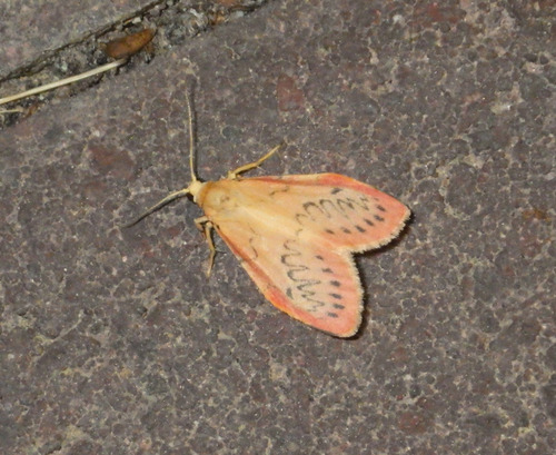 Rosy footman