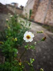 Bidens alba
