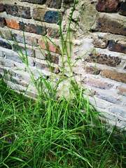 Poaceae