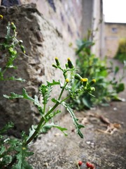 Senecio vulgaris