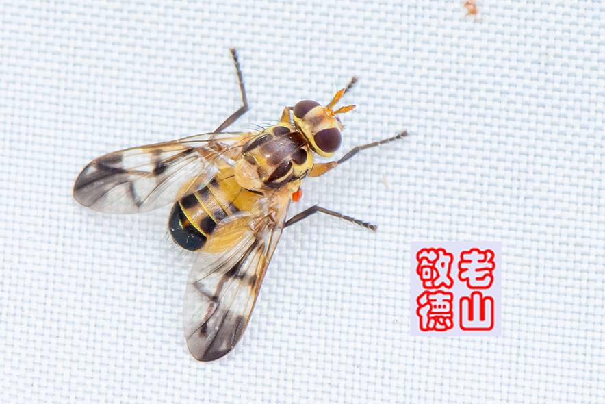 Campylocera thoracalis