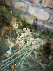 Gnaphalieae