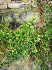 Erigeron canadensis