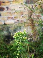 Erigeron canadensis
