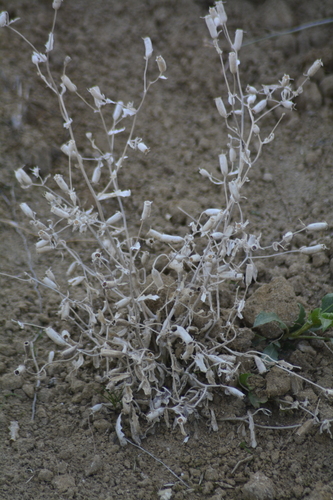 Wavyleaf blazingstar (Mentzelia albescens)