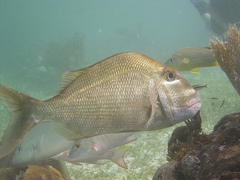 Jolthead Porgy photo 2