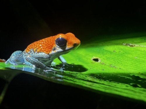 Granular Poison Dart Frog, Oophaga granulifera