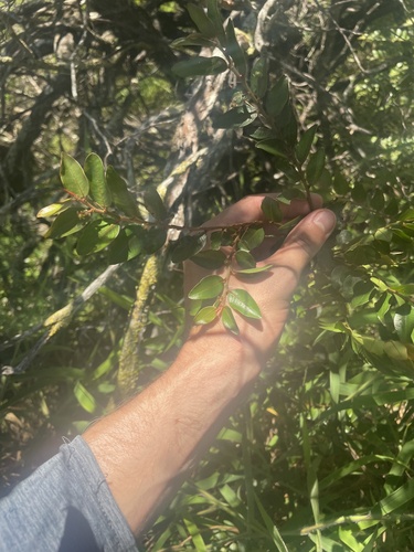 Phyllanthus distichus observed 2024-06-25