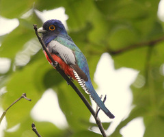 Trogon curucui