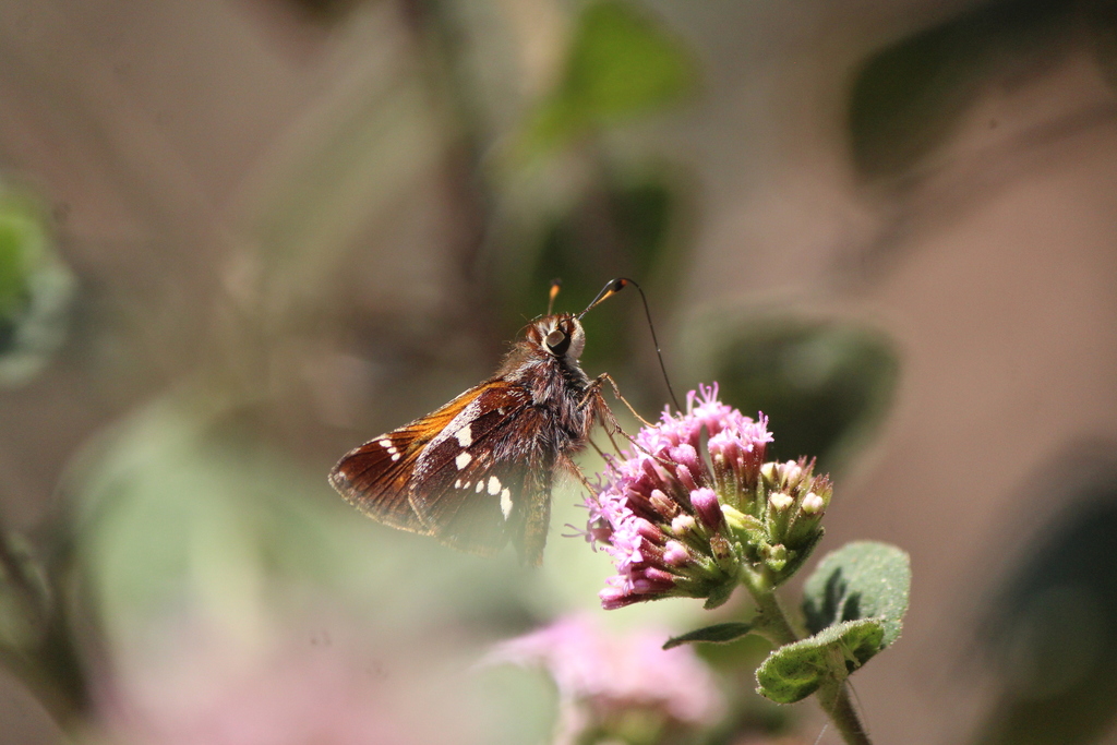 Oyamel Skipper