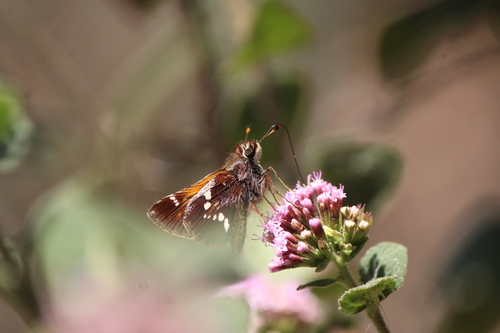 Oyamel Skipper