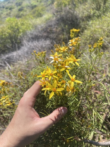 Bidens menziesii observed 2024-06-25