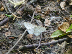 Trigrammia quadrinotaria