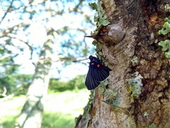 Melanis cephise cephise