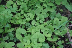 Asarum canadense reflexum