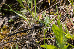 Phanogomphus spicatus