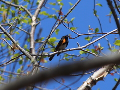 Setophaga ruticilla image