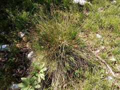 Schoenus nigricans