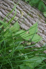 Vignea