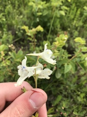 Delphinium pavonaceum