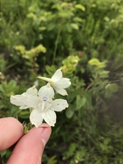 Delphinium pavonaceum