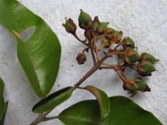 Vismia guianensis