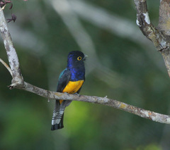 Trogon ramonianus