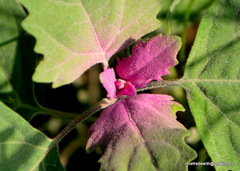 Chenopodium giganteum