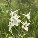 Larkspurs - Photo (c) Justin Hockett, some rights reserved (CC BY-NC), uploaded by Justin Hockett