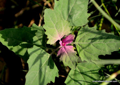 Chenopodium giganteum