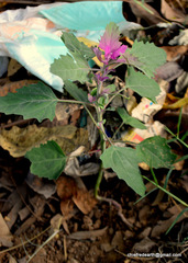 Chenopodium giganteum
