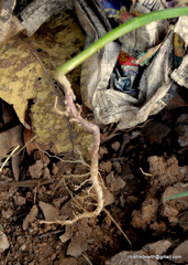 Chenopodium giganteum