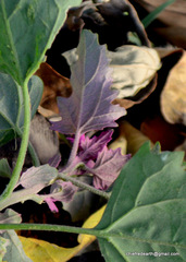 Chenopodium giganteum