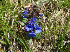 Pulmonaria australis
