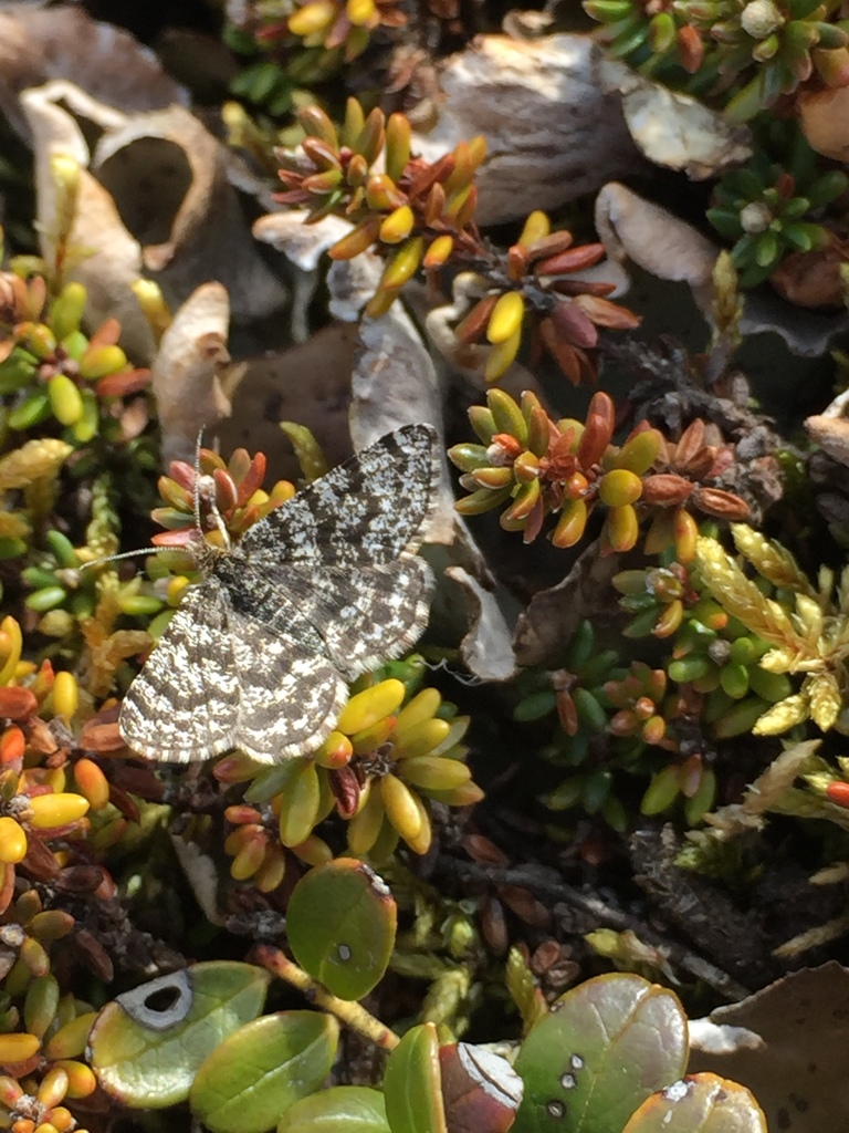 Netted Mountain Moth