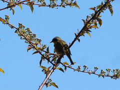 Geothlypis trichas image