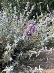 Salvia leucophylla