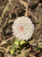 Chaenactis artemisiifolia