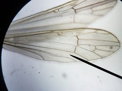 Gonomyia sulphurella