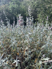 Salvia leucophylla