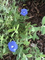 Evolvulus alsinoides