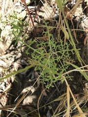 Chaenactis artemisiifolia