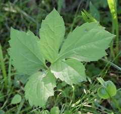 Hydrophyllum virginianum